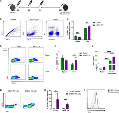 Antigens of Mycobacterium tuberculosis Stimulate CXCR6+ Natural Killer Cells